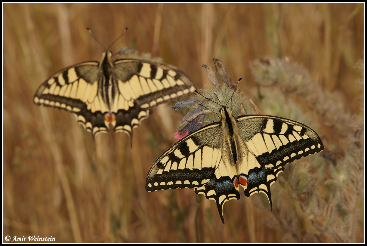 Tails in Papilionidae - question