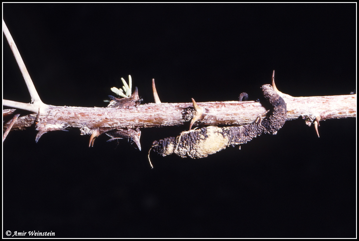 Unidietified larva from Israel