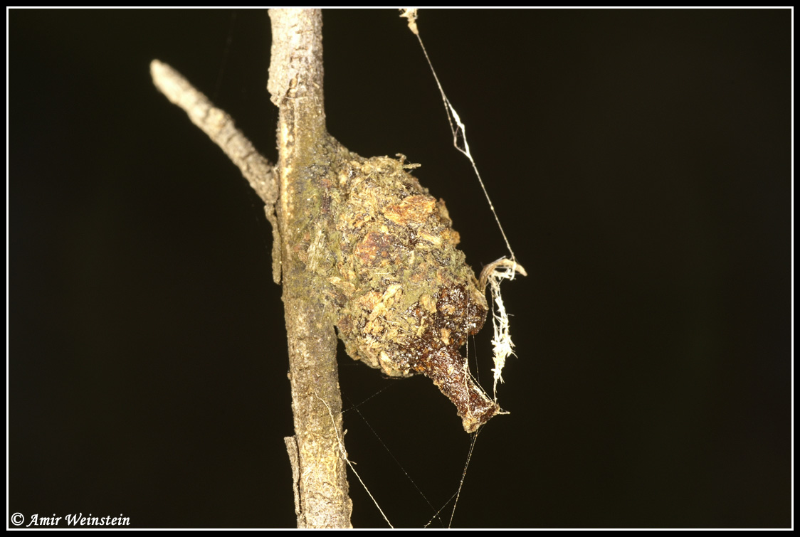 Unidentifid nest (Anthidiellum sp. - Apidae Megachilinae)