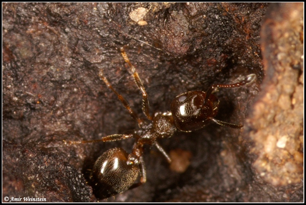 Myrmecophilus  and  ants