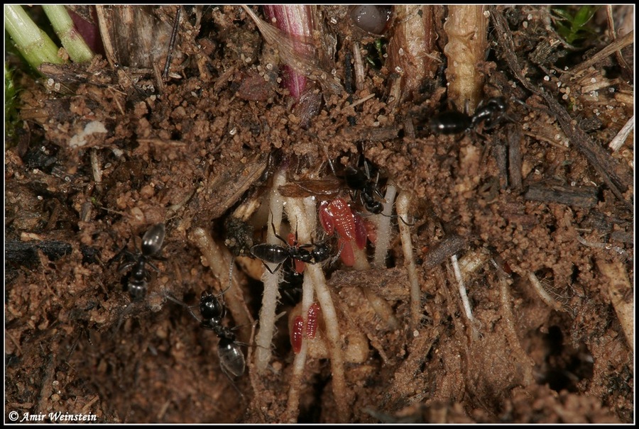 omotteri d''Israele: coccidi allevati da formiche tetramorium
