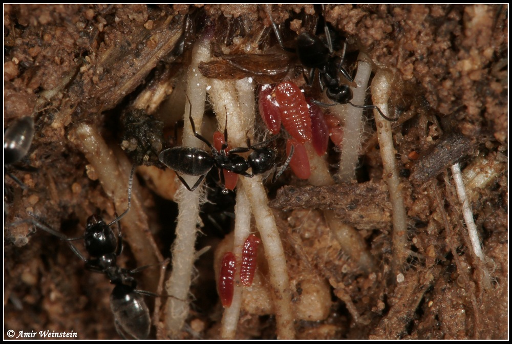 omotteri d''Israele: coccidi allevati da formiche tetramorium
