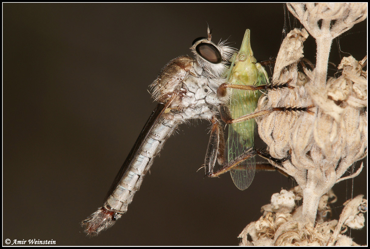 Homoptera  d''Israele: Dictyophara predata da Asilidae
