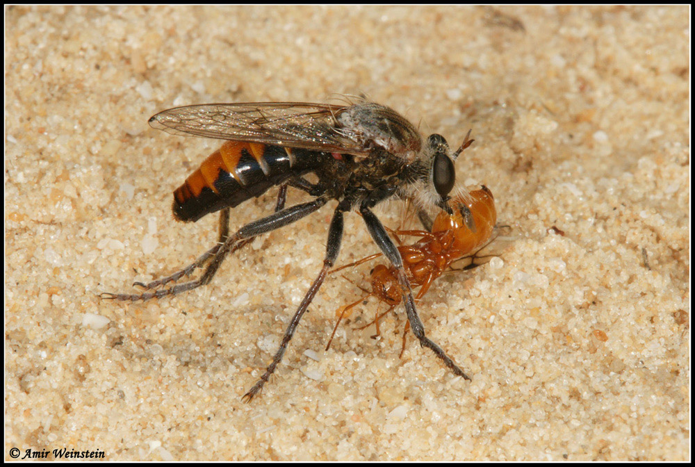 Diptera d''Israele  Asilidae  flies for ID