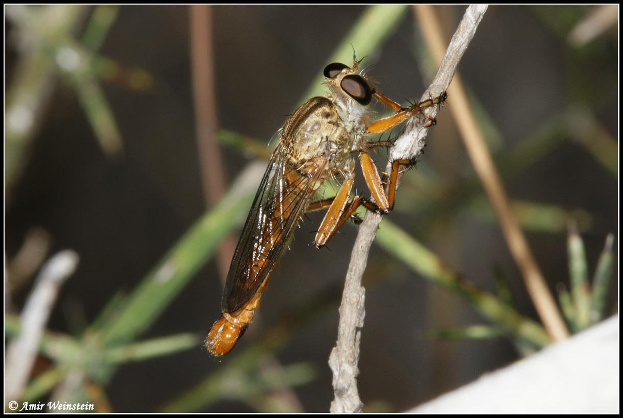 Diptera d''Israele  Asilidae  flies for ID