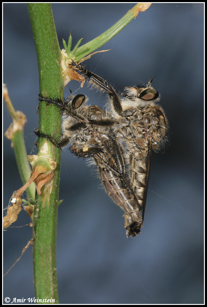 Diptera d''Israele  Asilidae  flies for ID