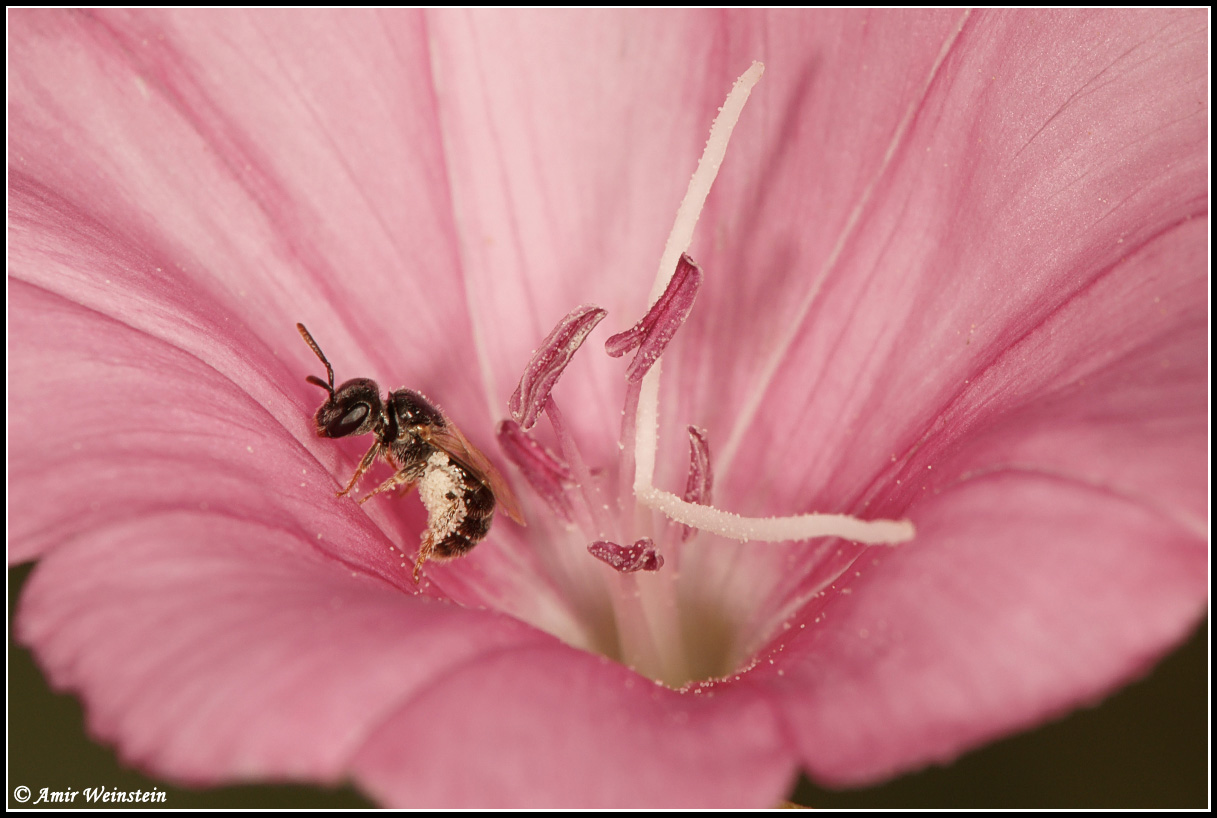 Hymenoptera  d''Israele: Femmina di Halictus sp. o Lasioglossum sp.