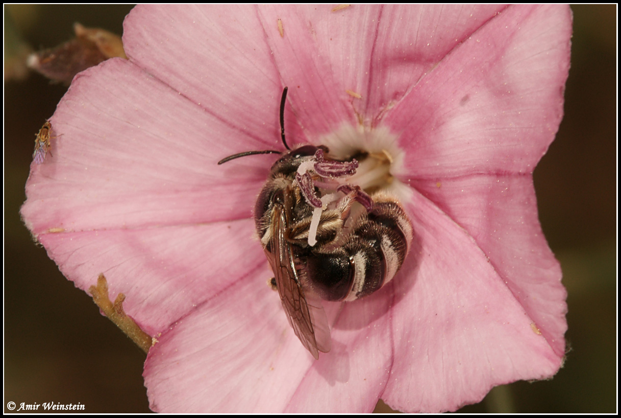 Hymenoptera  d''Israele: Femmina di Halictus sp. o Lasioglossum sp.