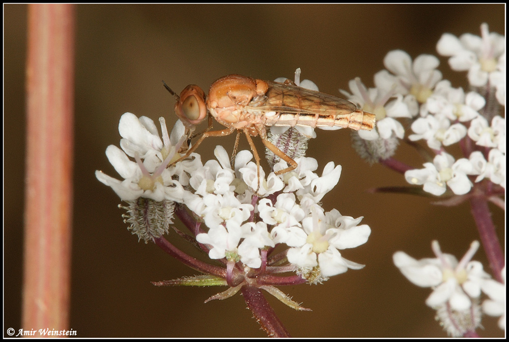 Diptera d''Israele   Assorted flies for ID