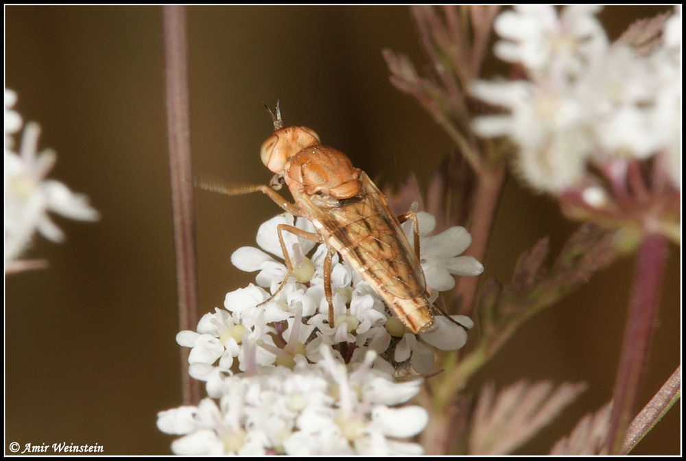 Diptera d''Israele   Assorted flies for ID