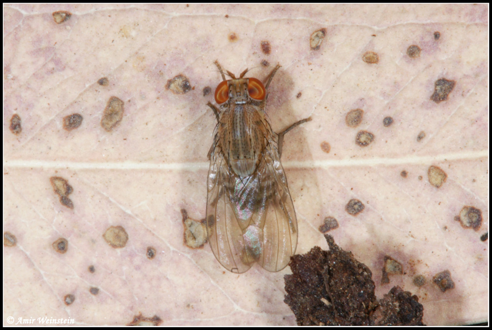 Diptera d''Israele   Assorted flies for ID