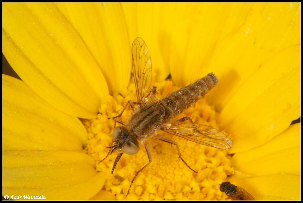 Diptera d''Israele   Assorted flies for ID