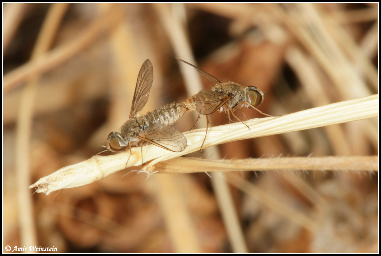 Diptera d''Israele   Assorted flies for ID