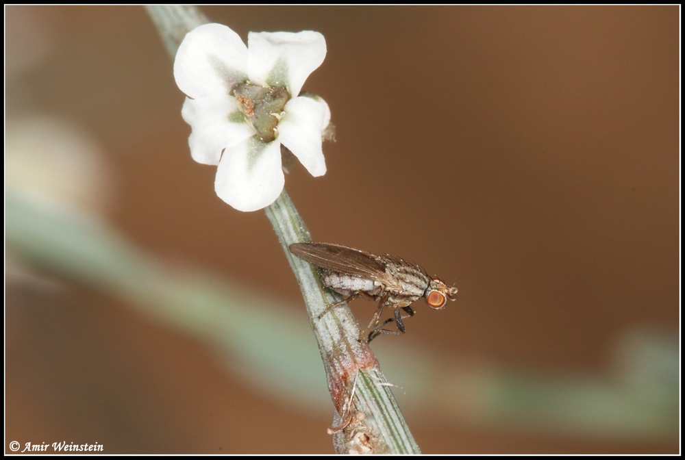 Diptera d''Israele for ID