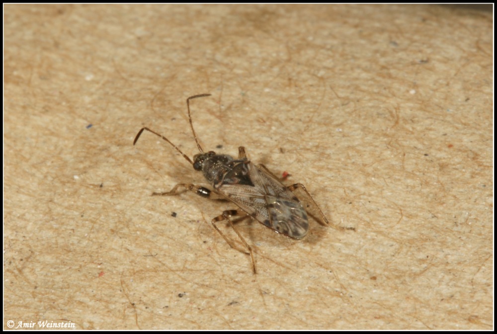 Heteroptera d''Israele: Lygaeidae, Remaudiereana annulipes