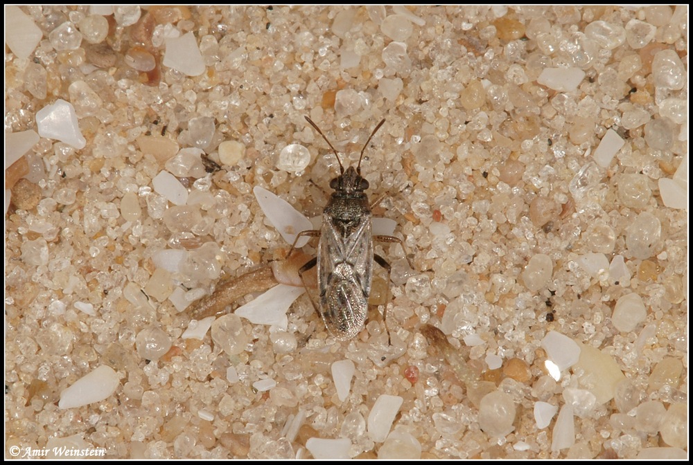 Lygaeidae d''Israele: Nysius sp.