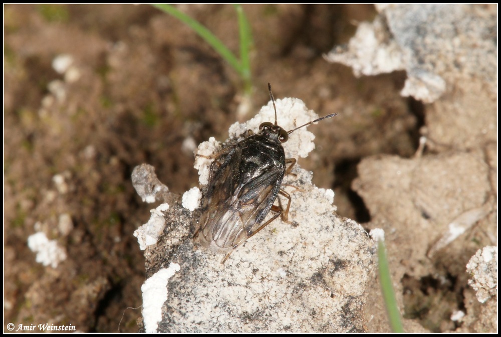 Heteroptera d''Israele: Saldidae?