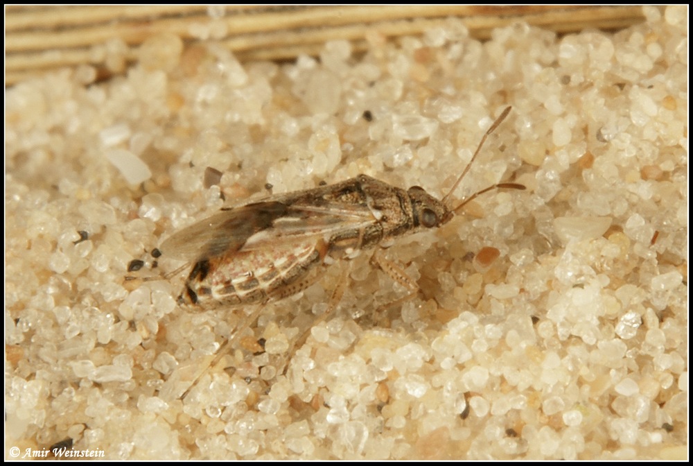 Lygaeidae d''Israele: Nysius sp.