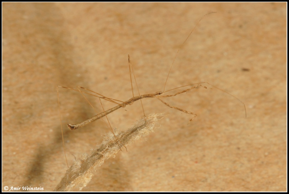 Heteroptera d''Israele: Reduviidae, Schidium n.sp.?