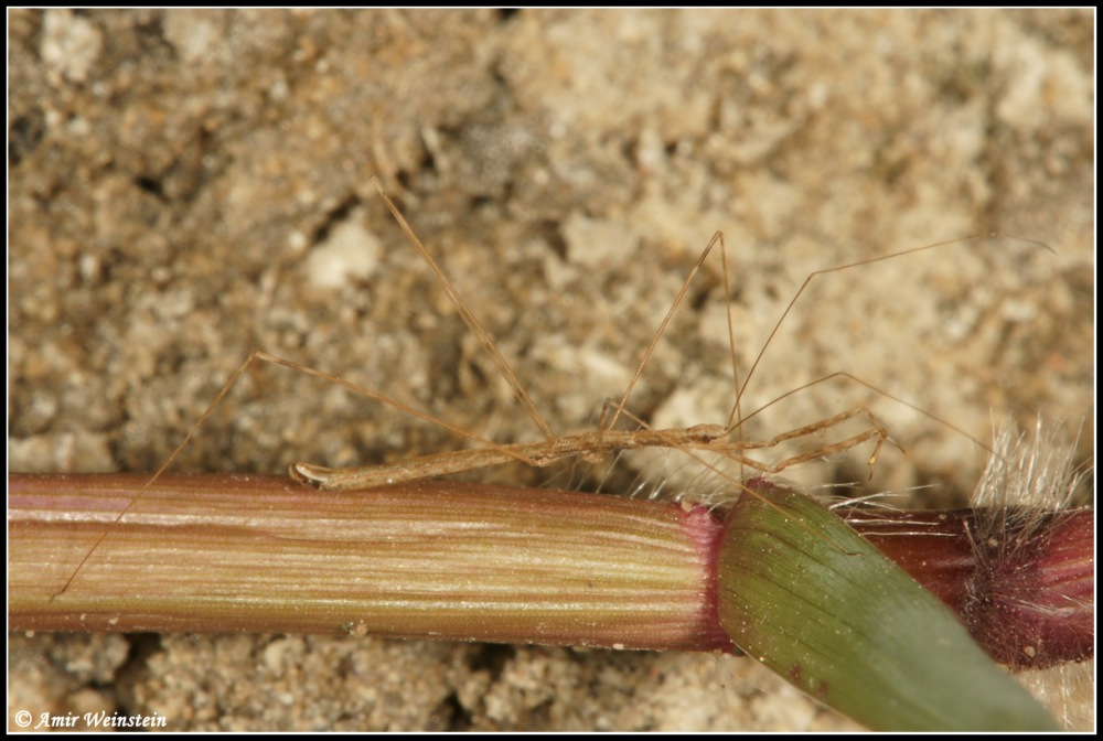 Heteroptera d''Israele: Reduviidae, Schidium n.sp.?