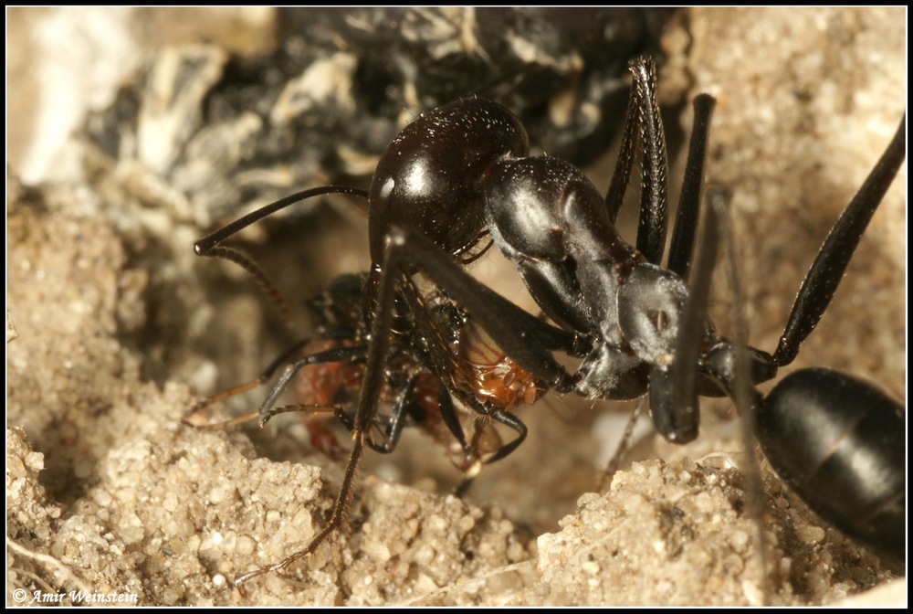 Pseudoscorpiones d''Israele