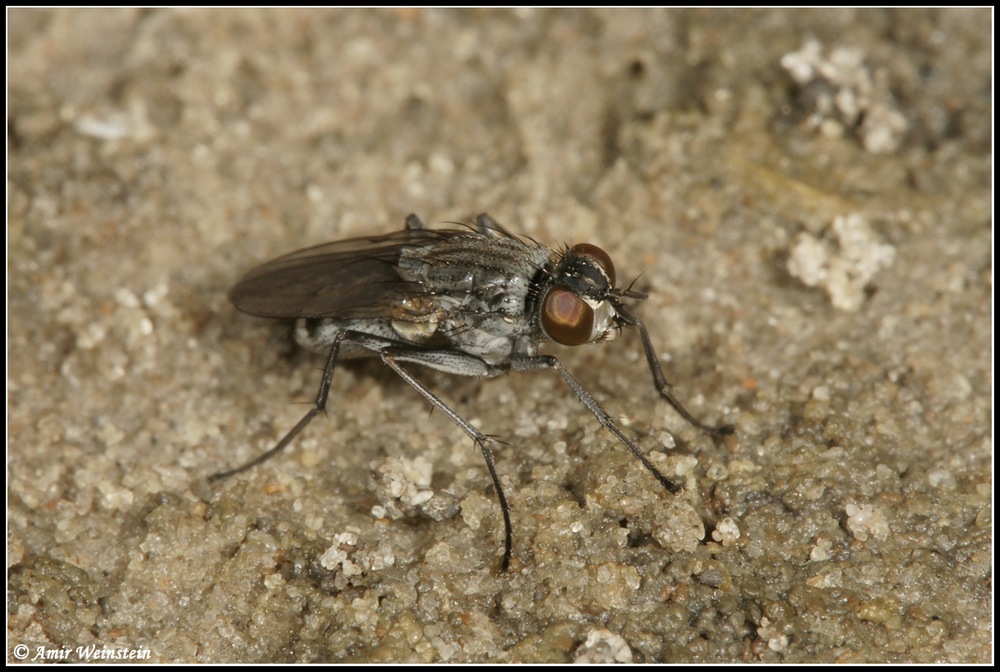Diptera d''Israele  - Lispe for ID
