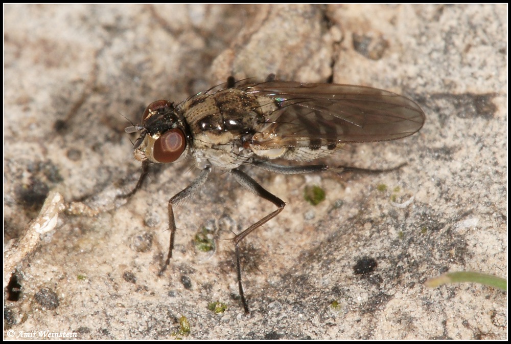 Diptera d''Israele for ID