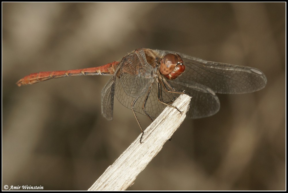 Odonata d''Israele for ID