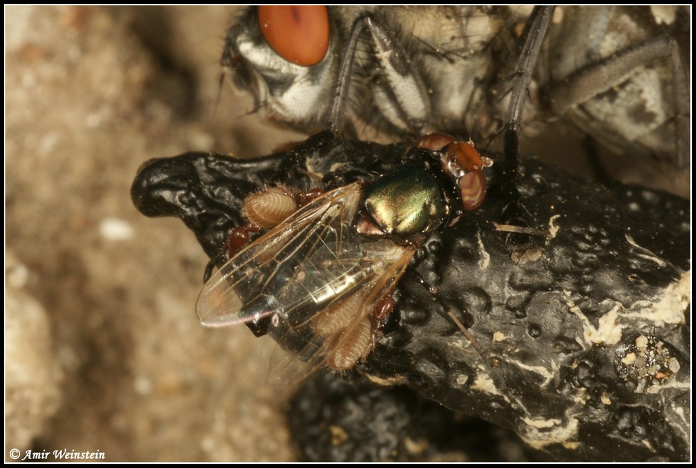 Pseudoscorpiones d''Israele