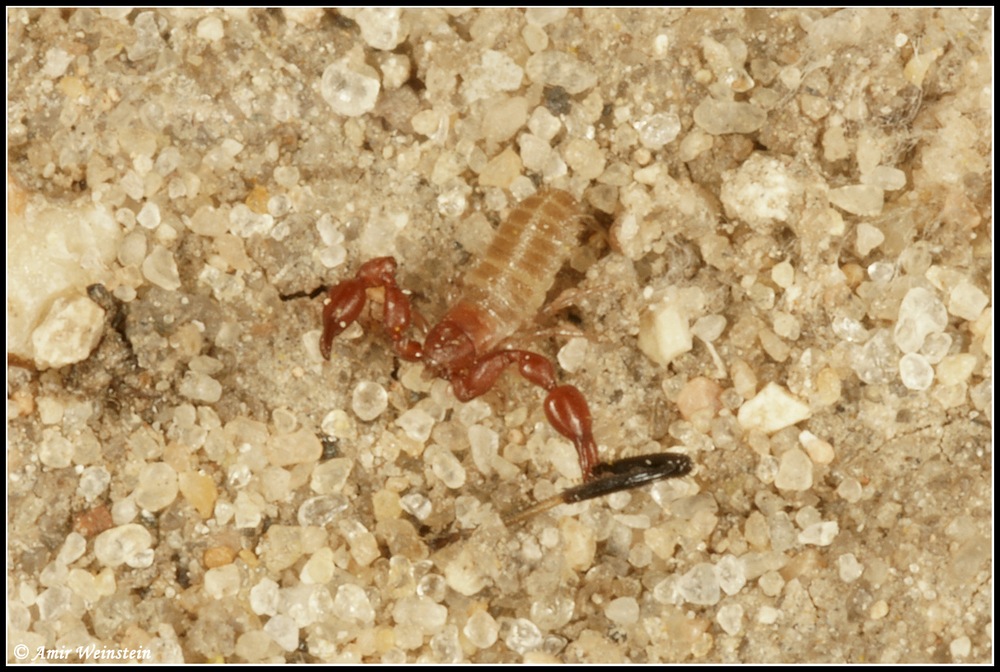 Pseudoscorpiones d''Israele