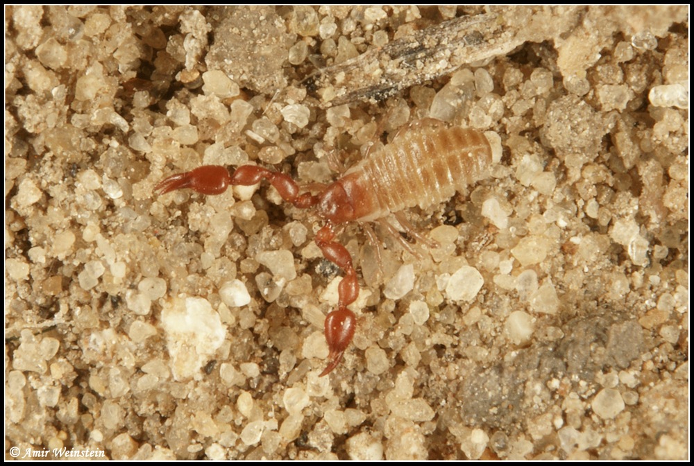 Pseudoscorpiones d''Israele