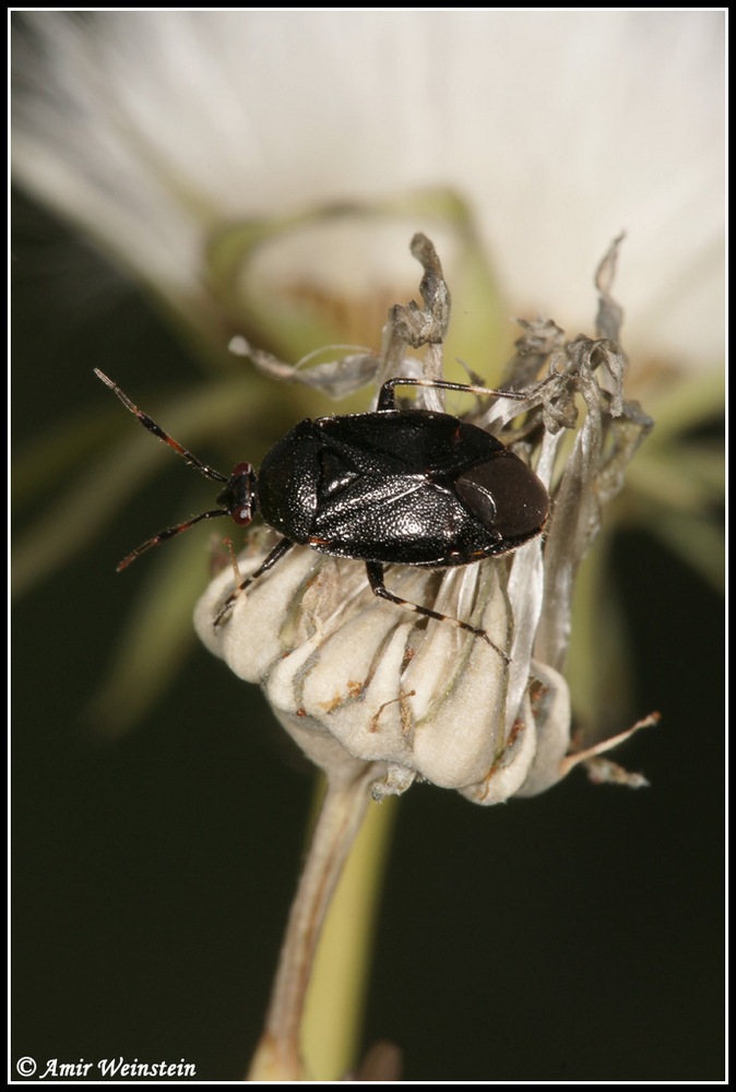 Heteroptera d''Israele: Deraeocoris rutilus & f.nigra