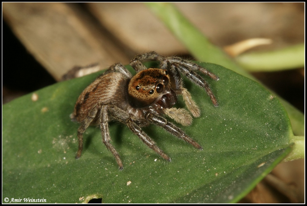 Araneae d''Israele for ID