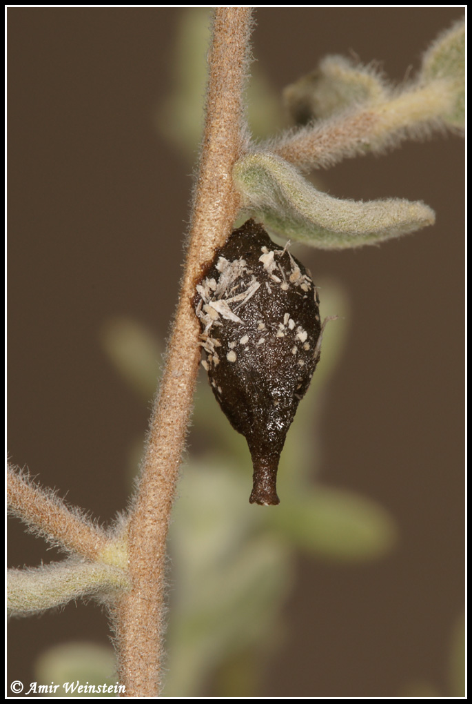 Unidentifid nest (Anthidiellum sp. - Apidae Megachilinae)