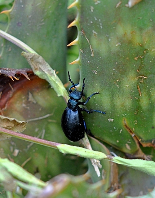 Identificazione