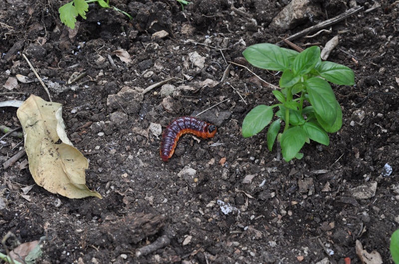 Larva da identificare - Cossus cossus