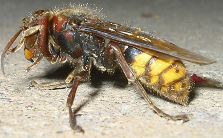 Vespa crabro di sera