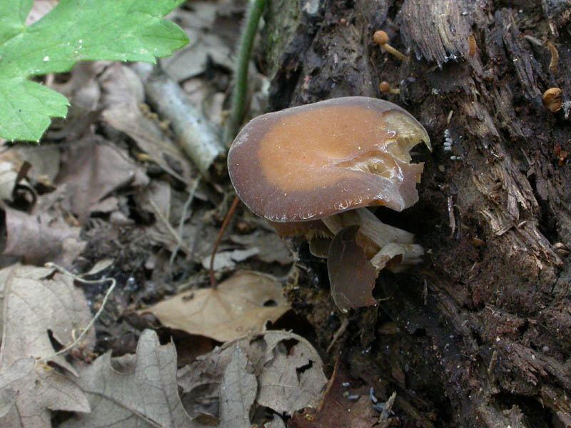 Ci vedrei una Simocybe sp....ma non mi tornano i conti....