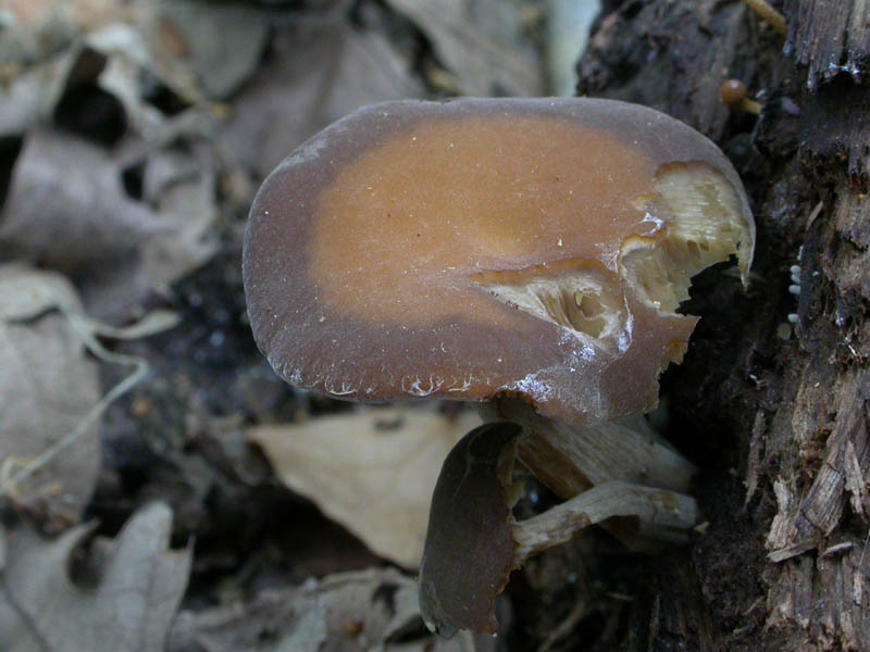 Ci vedrei una Simocybe sp....ma non mi tornano i conti....