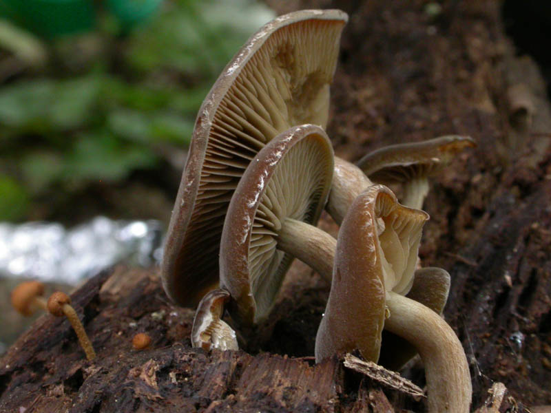 Ci vedrei una Simocybe sp....ma non mi tornano i conti....