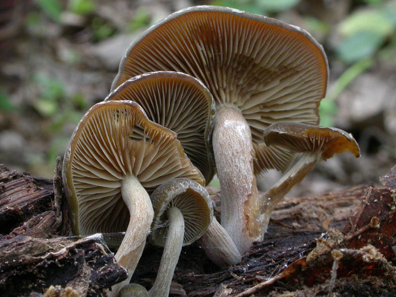 Ci vedrei una Simocybe sp....ma non mi tornano i conti....