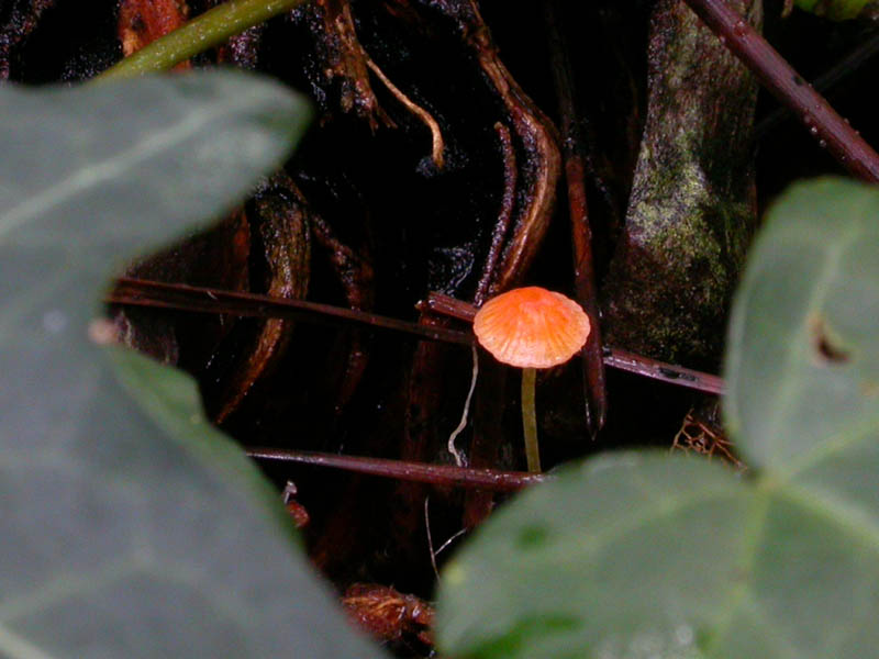 I funghi di Capodanno (Castelfusano, RM - 01.01.2009)