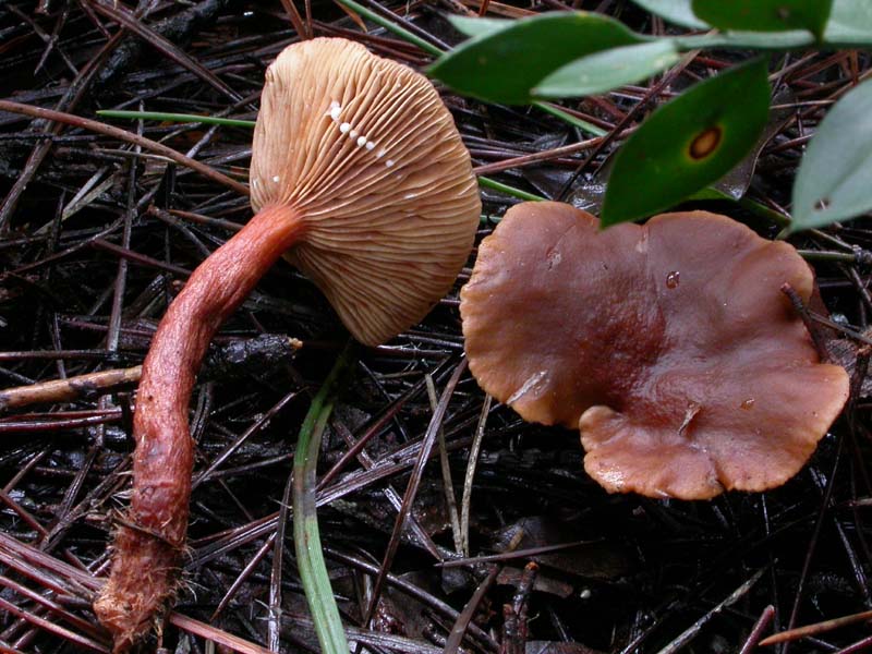 I funghi di Capodanno (Castelfusano, RM - 01.01.2009)