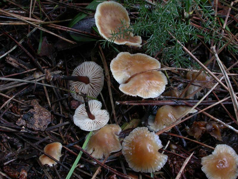 I funghi di Capodanno (Castelfusano, RM - 01.01.2009)