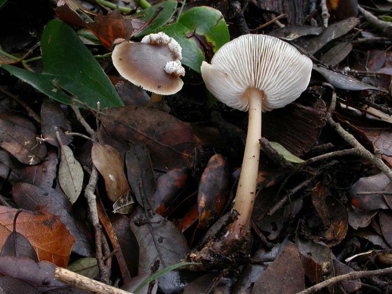 I funghi di Capodanno (Castelfusano, RM - 01.01.2009)