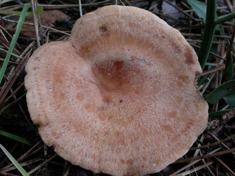 I funghi di Capodanno (Castelfusano, RM - 01.01.2009)