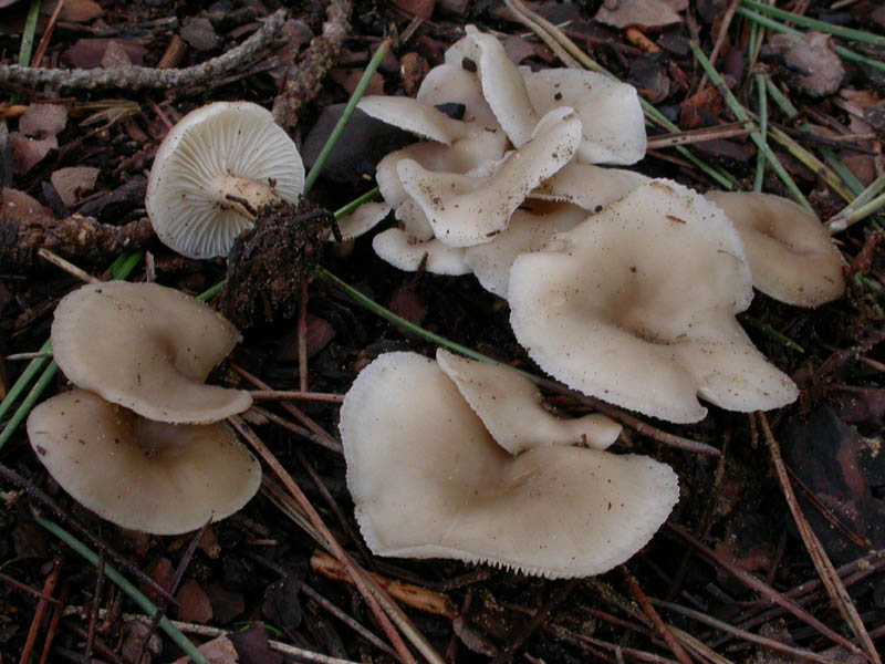 I funghi di Capodanno (Castelfusano, RM - 01.01.2009)