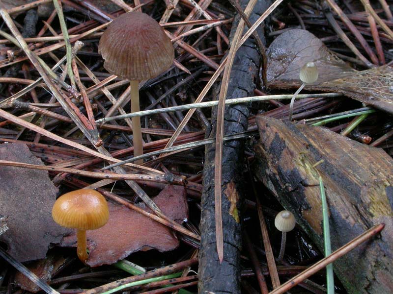 I funghi di Capodanno (Castelfusano, RM - 01.01.2009)