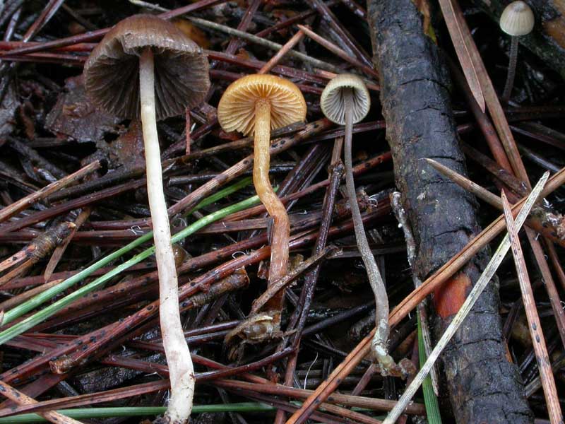 I funghi di Capodanno (Castelfusano, RM - 01.01.2009)