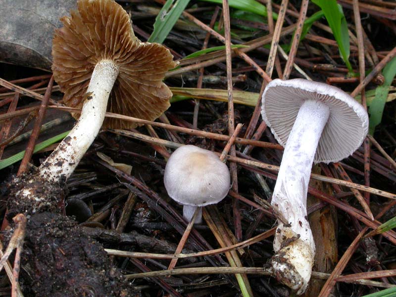 I funghi di Capodanno (Castelfusano, RM - 01.01.2009)